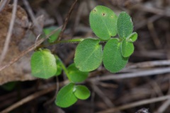Euphorbia innocua