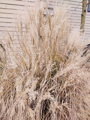 Calamagrostis × acutiflora