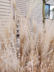 Calamagrostis × acutiflora