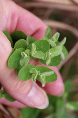 Euphorbia innocua