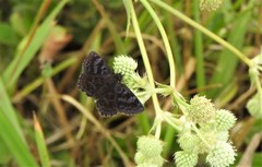 Viola minor