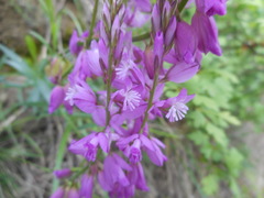 Polygala nicaeensis
