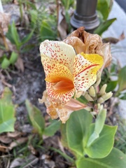 Canna flaccida