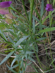 Polygala nicaeensis