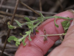 Scutellaria muriculata