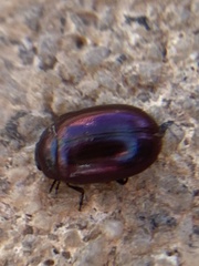 Phaedon purpureus