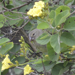Platyspiza crassirostris