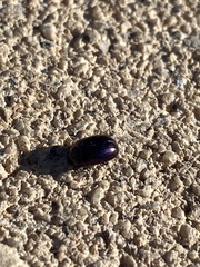 Phaedon purpureus