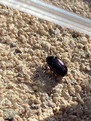 Phaedon purpureus