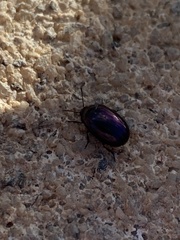 Phaedon purpureus