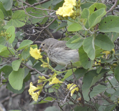 Platyspiza crassirostris