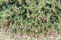 Mertensia simplicissima