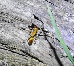 Camponotus festinatus