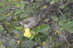Platyspiza crassirostris