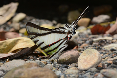 Protesilaus glaucolaus