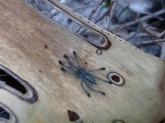 Pachistopelma bromelicola