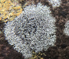 Lecanora cenisia