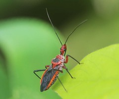 Rhynocoris mendicus