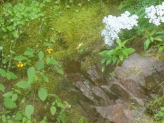 Achillea millefolium image