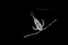 Tortanus discaudatus