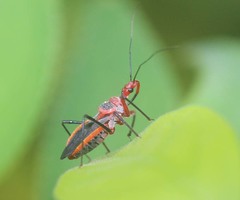 Rhynocoris mendicus