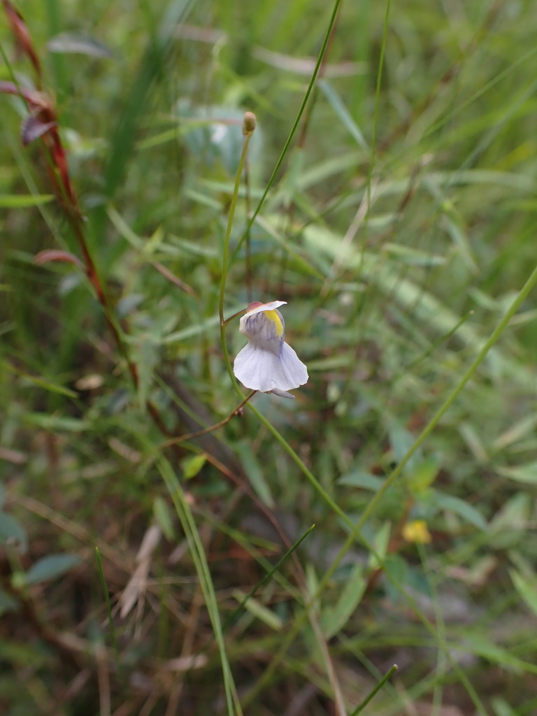 Utricularia hispida Lam. 4