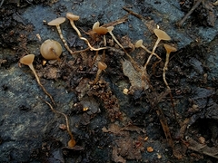 Ciboria amentacea