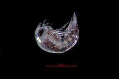 Themisto pacifica