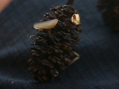 Ciboria amentacea