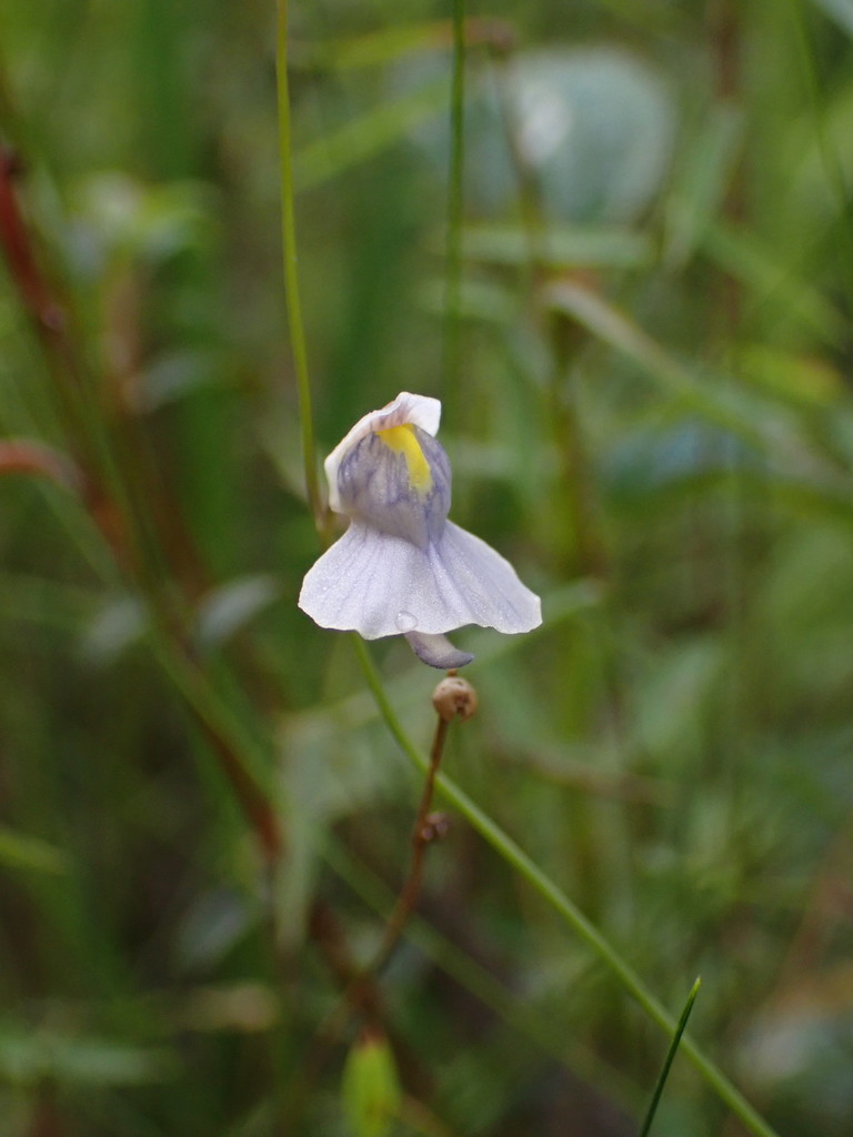 Utricularia hispida Lam. 3