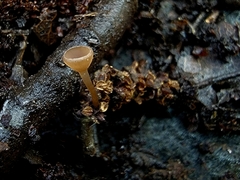 Ciboria amentacea