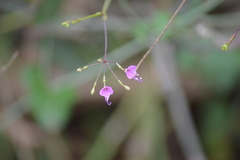 Commicarpus tuberosus