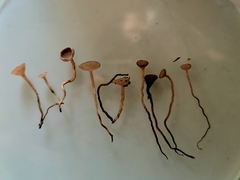 Ciboria amentacea