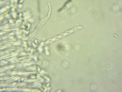 Ciboria amentacea