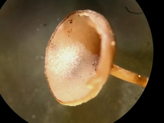 Ciboria amentacea