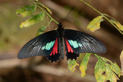 Parides neophilus