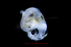 Merluccius productus