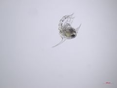 Hemigrapsus oregonensis