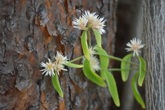 Alternanthera echinocephala
