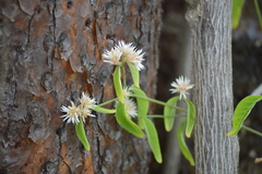 Alternanthera echinocephala