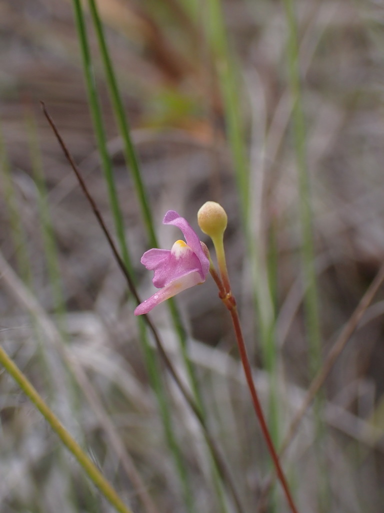 Utricularia standleyae (Barnhart) Rickett 2