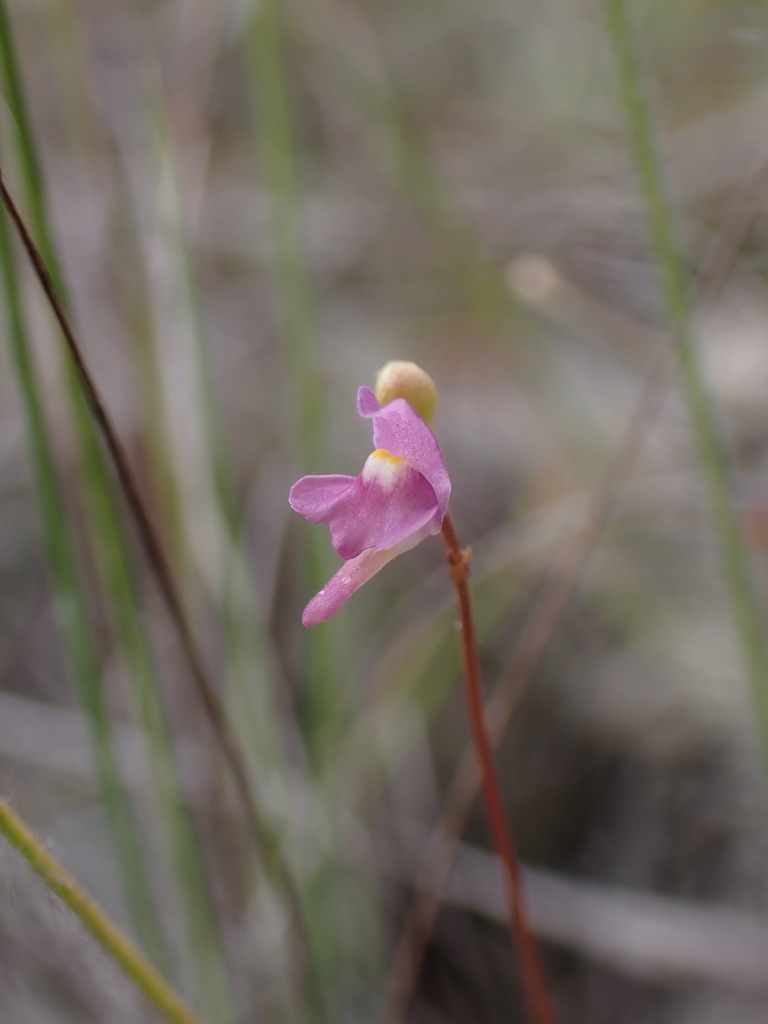 Utricularia standleyae (Barnhart) Rickett