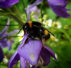 Bombus terrestris