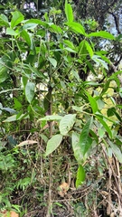 Hedyosmum bonplandianum