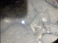 Penaeus latisulcatus