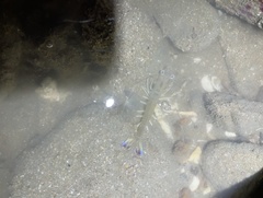 Penaeus latisulcatus