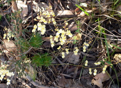 Stylidium spathulatum
