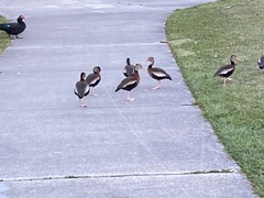 Dendrocygna autumnalis