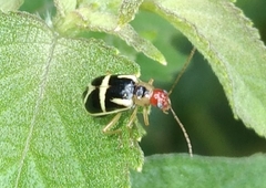 Metrobrotica geometrica