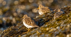 Calidris maritima